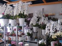 制作依頼葵君ホームページ 044_R.JPG